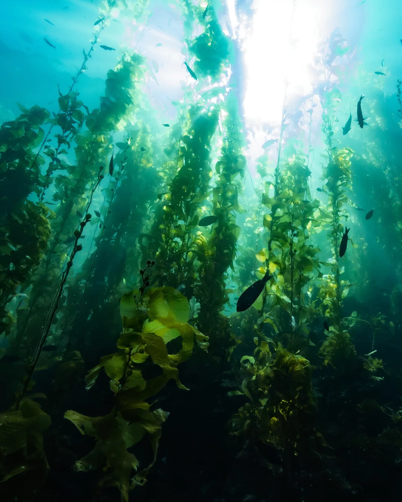 Underwater photography, at La Jolla, (February 2026)