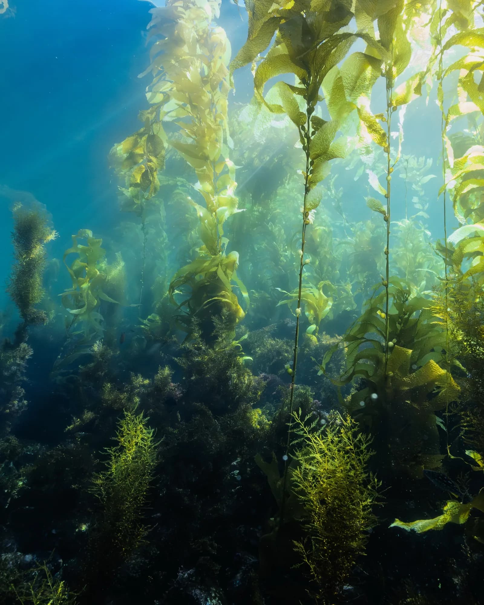 Underwater photography, at La Jolla, (February 2026)