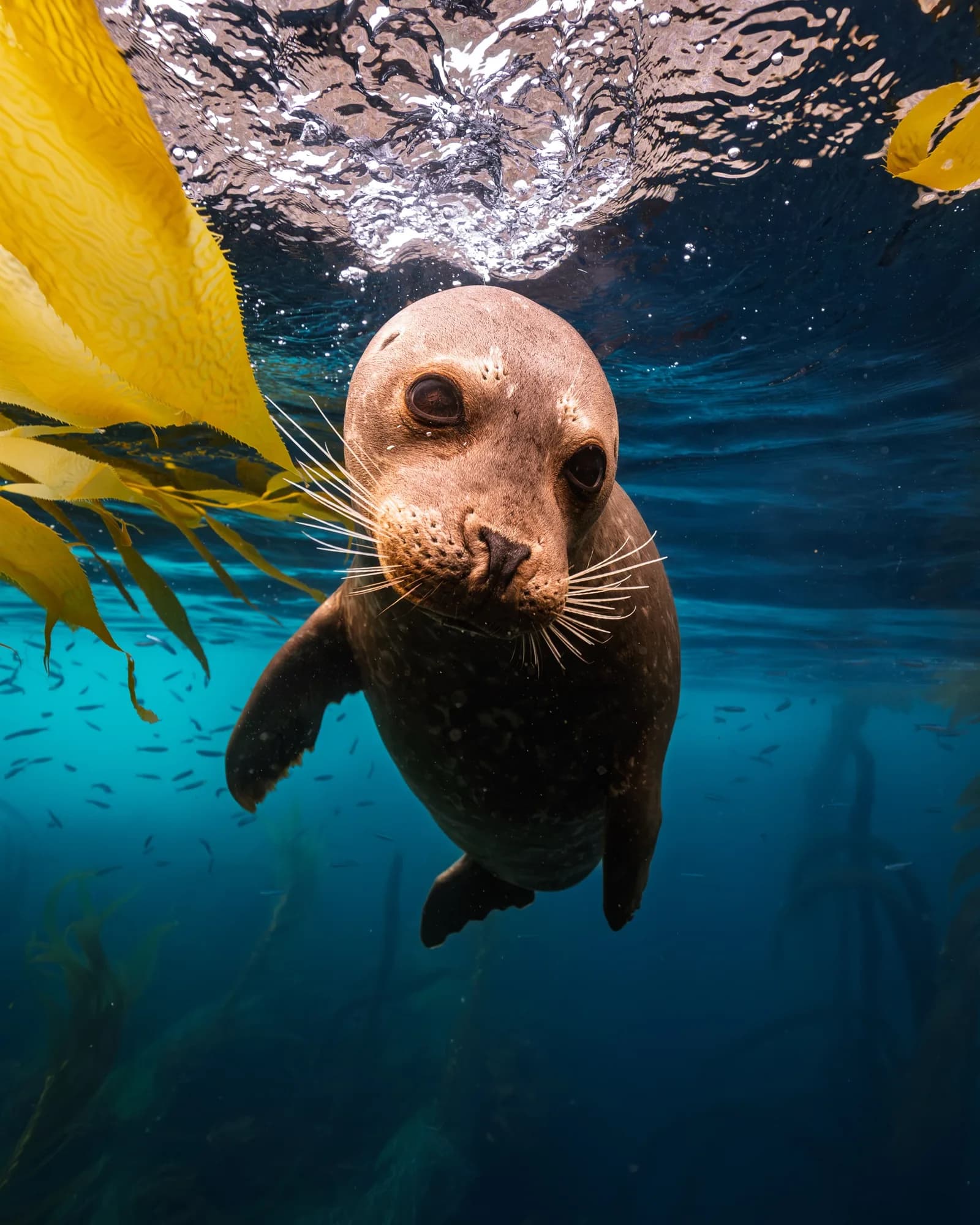 Underwater photography, at La Jolla, (December 2025)