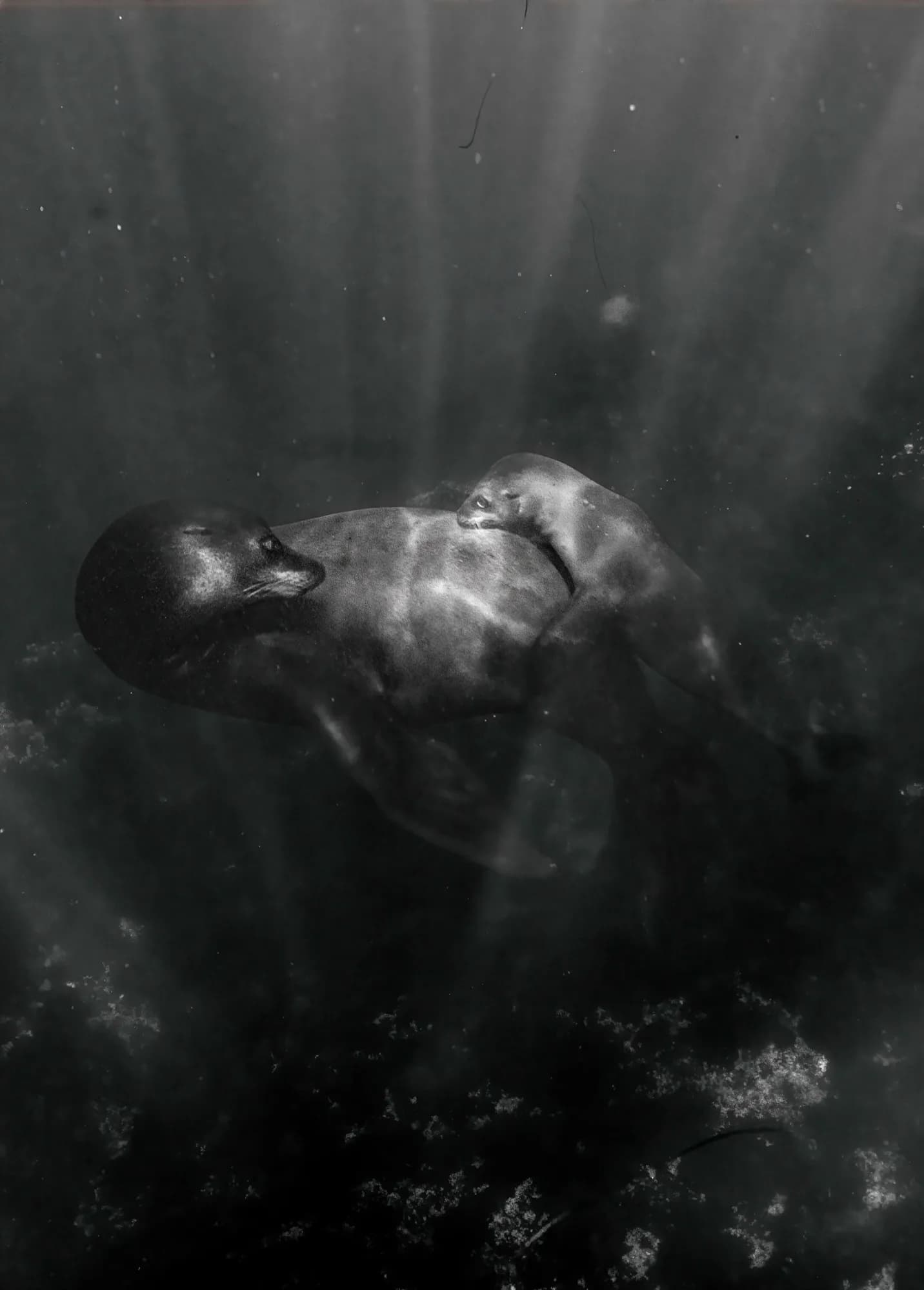 Underwater photography, at La Jolla, (December 2025)