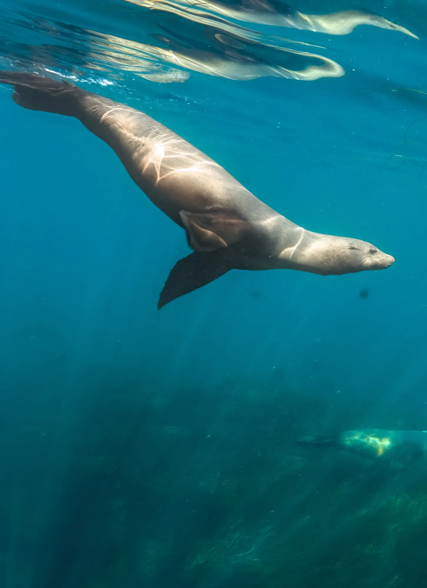 Underwater photography, at La Jolla, (December 2025)