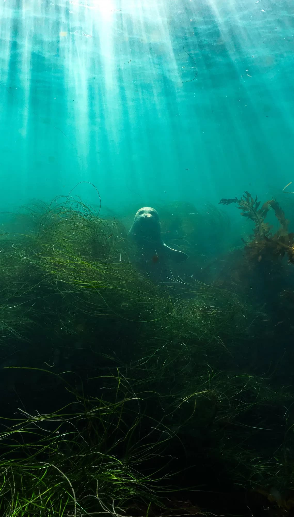 Underwater portrait, at La Jolla, (December 2025)