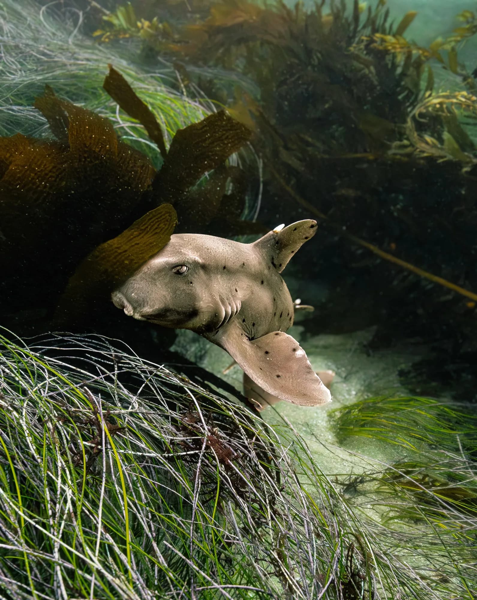Underwater photography, at La Jolla, (January 2026)