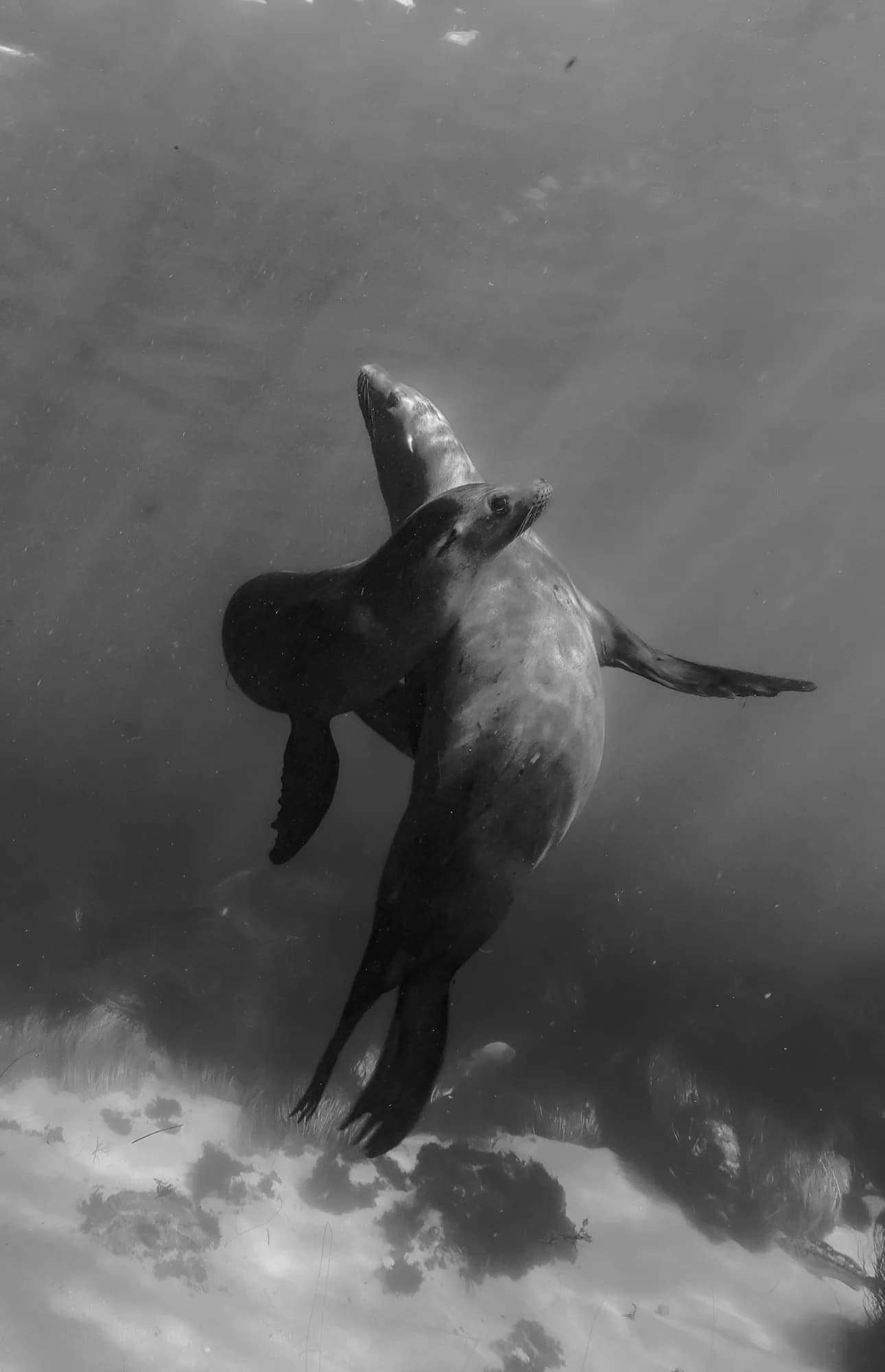 Underwater portrait, at La Jolla, (December 2025)