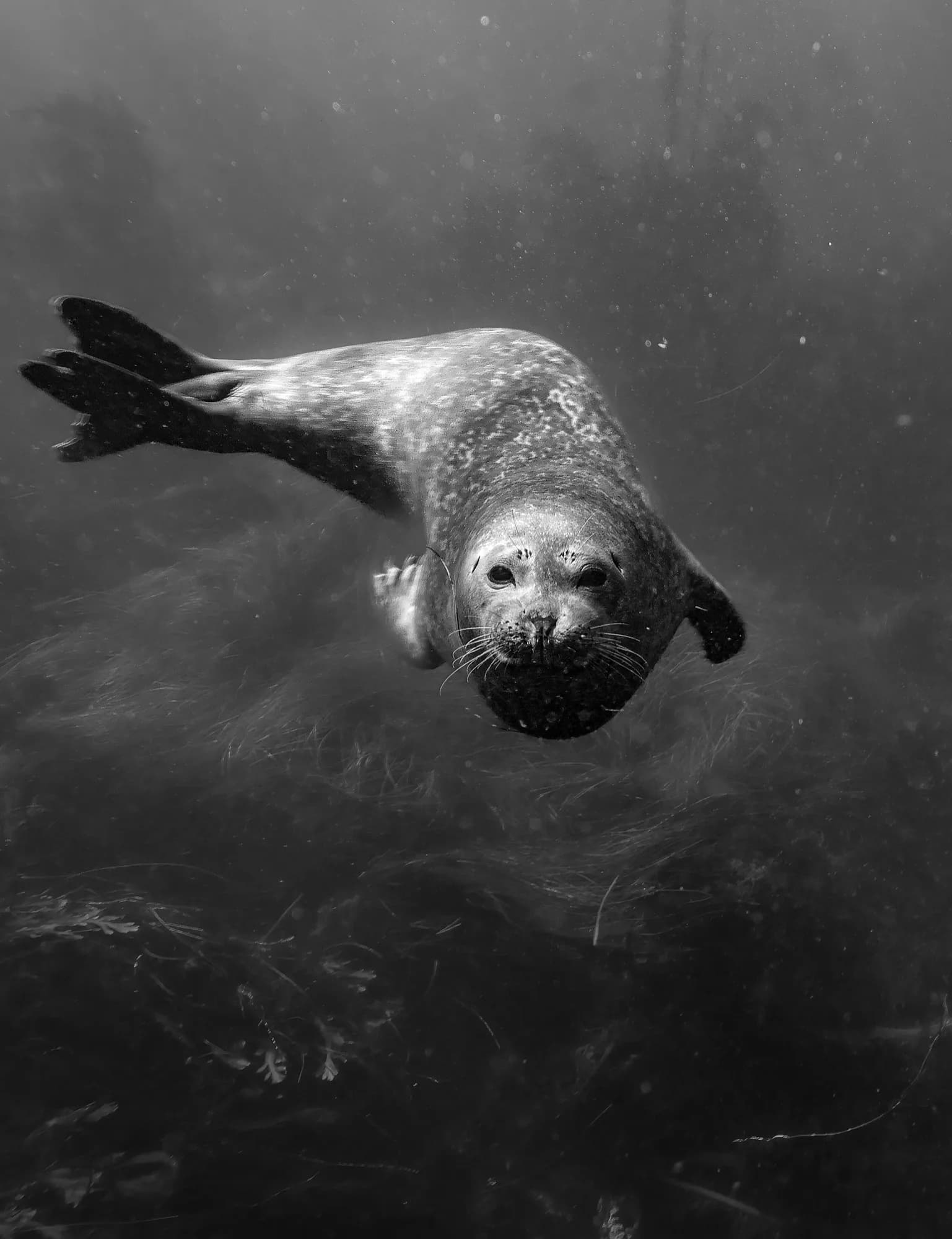 Underwater photography, at La Jolla, (December 2025)