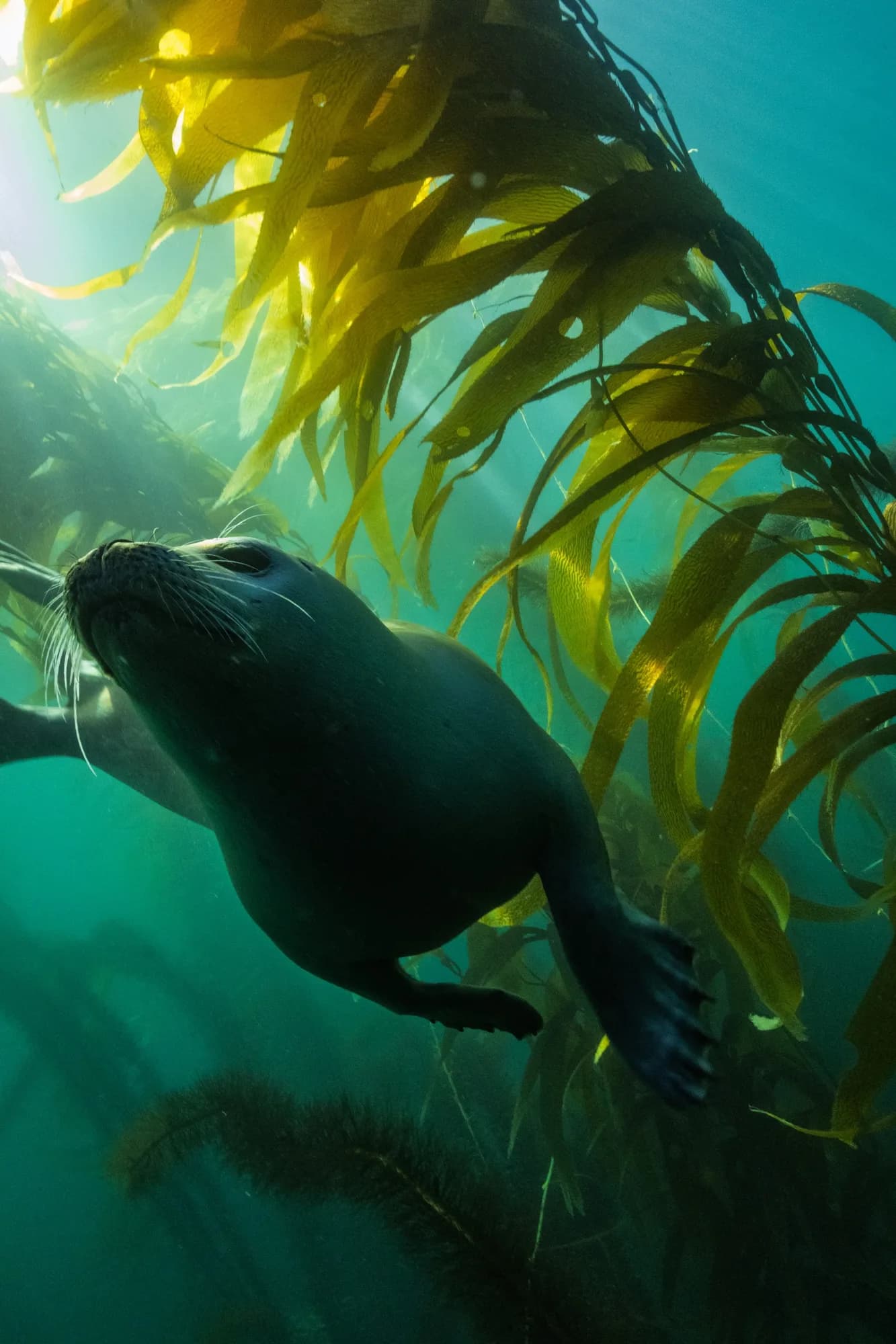 Underwater portrait, at La Jolla, (January 2026)