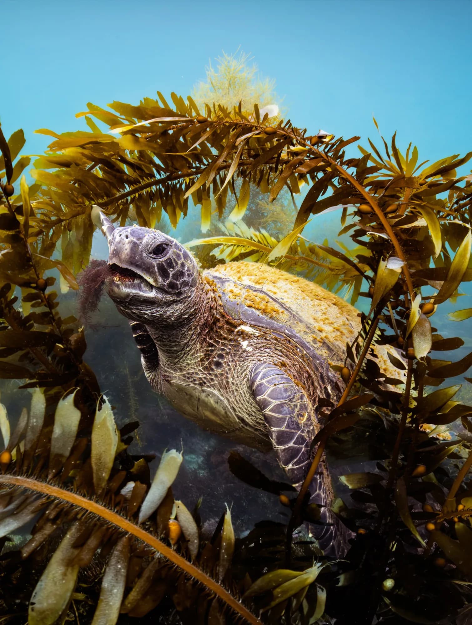 Underwater photography, at La Jolla, (January 2026)