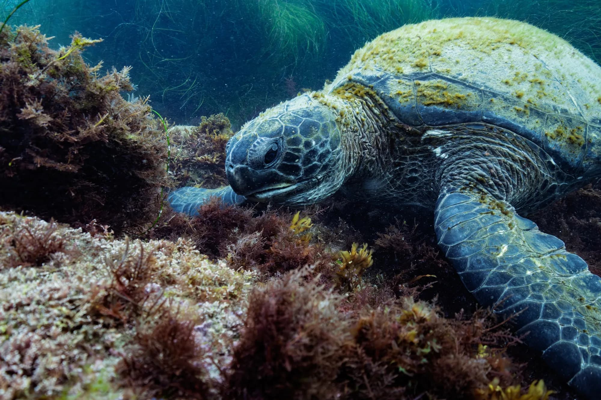 Underwater photography, at La Jolla, (January 2026)