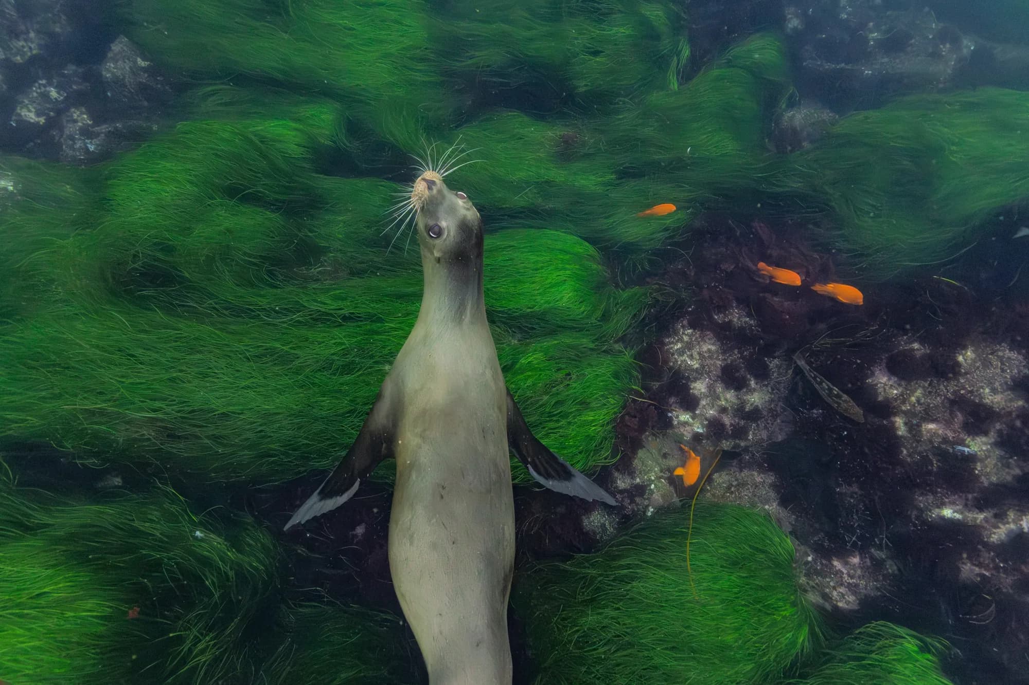 Underwater photography, at La Jolla, (December 2025)