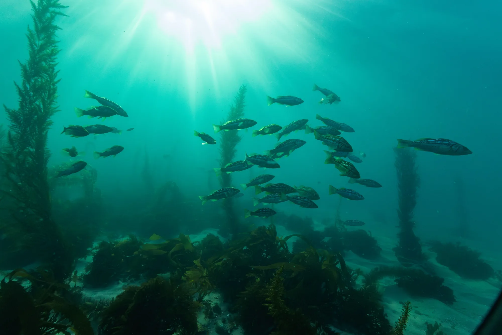 Underwater photography, at La Jolla, (January 2026)