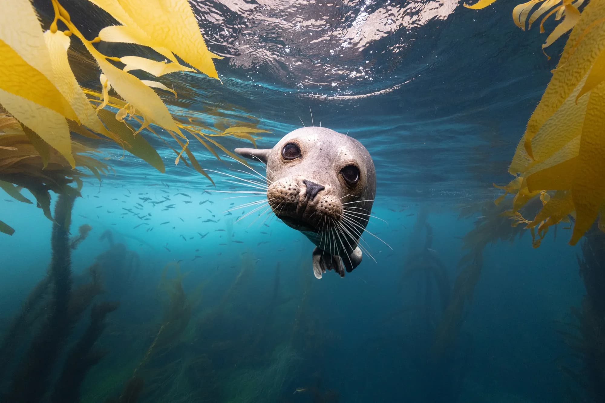 Underwater photography, at La Jolla, (December 2025)