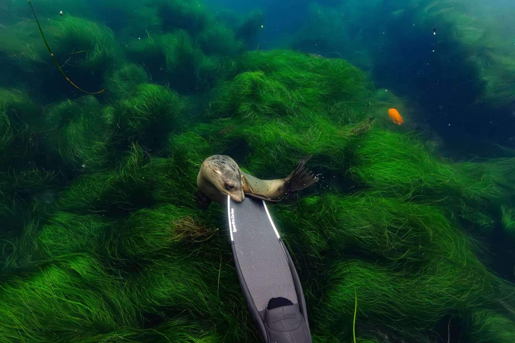 Underwater photography, at La Jolla, (December 2025)