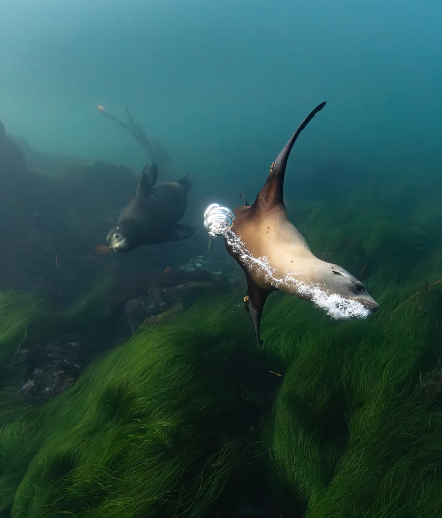 Underwater photography, at La Jolla, (December 2025)