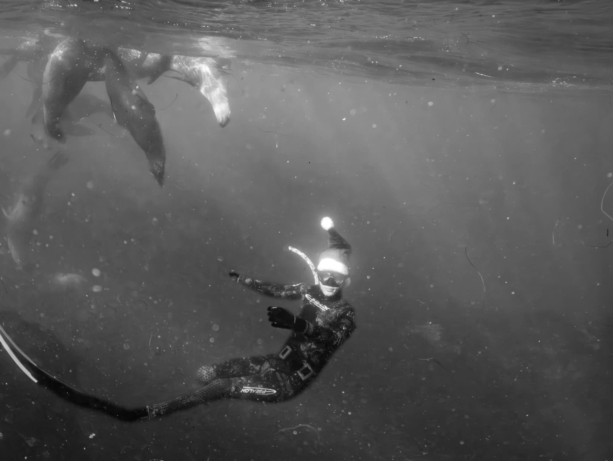 Underwater photography, at La Jolla, (December 2025)