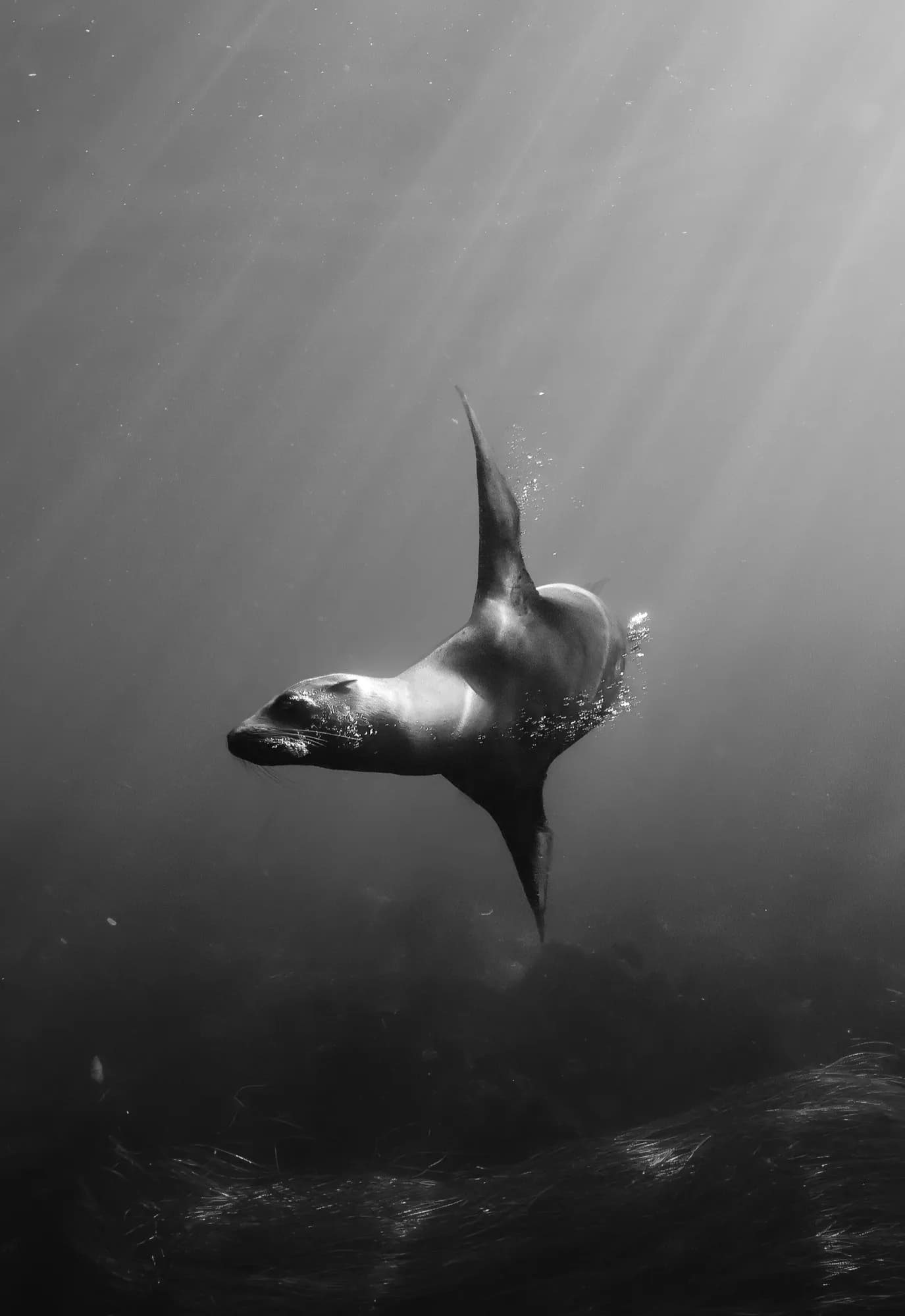 Underwater portrait, at La Jolla, (December 2025)