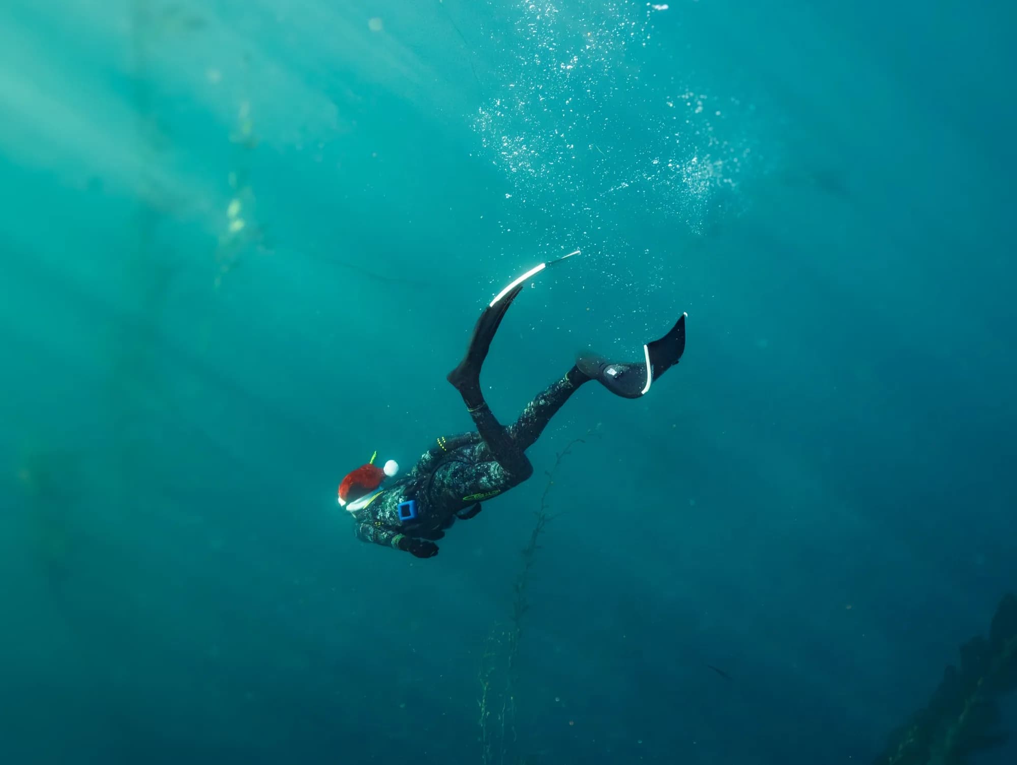 Underwater photography, at La Jolla, (December 2025)