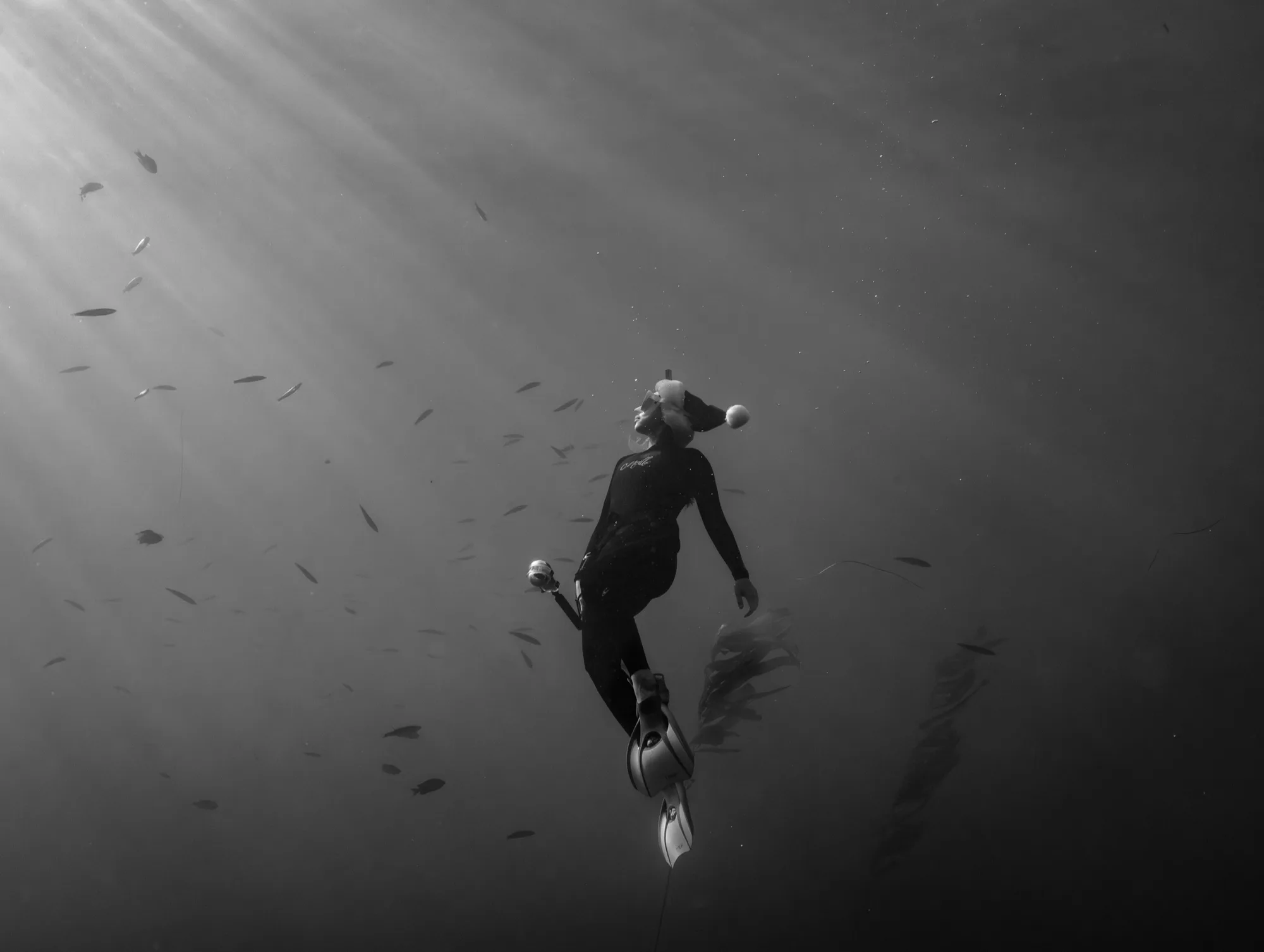 Underwater photography, at La Jolla, (December 2025)