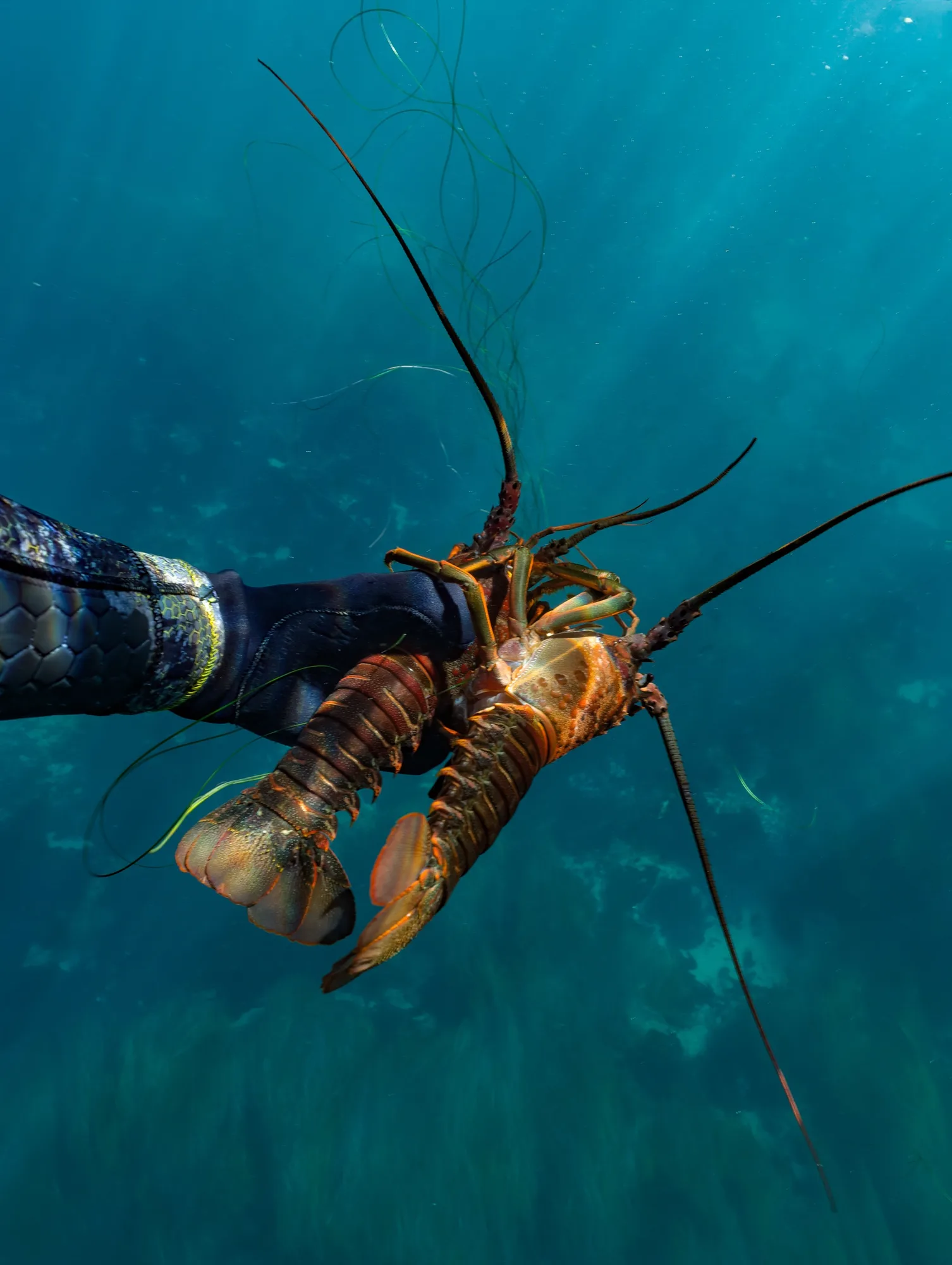 Underwater photography, at La Jolla, (December 2025)