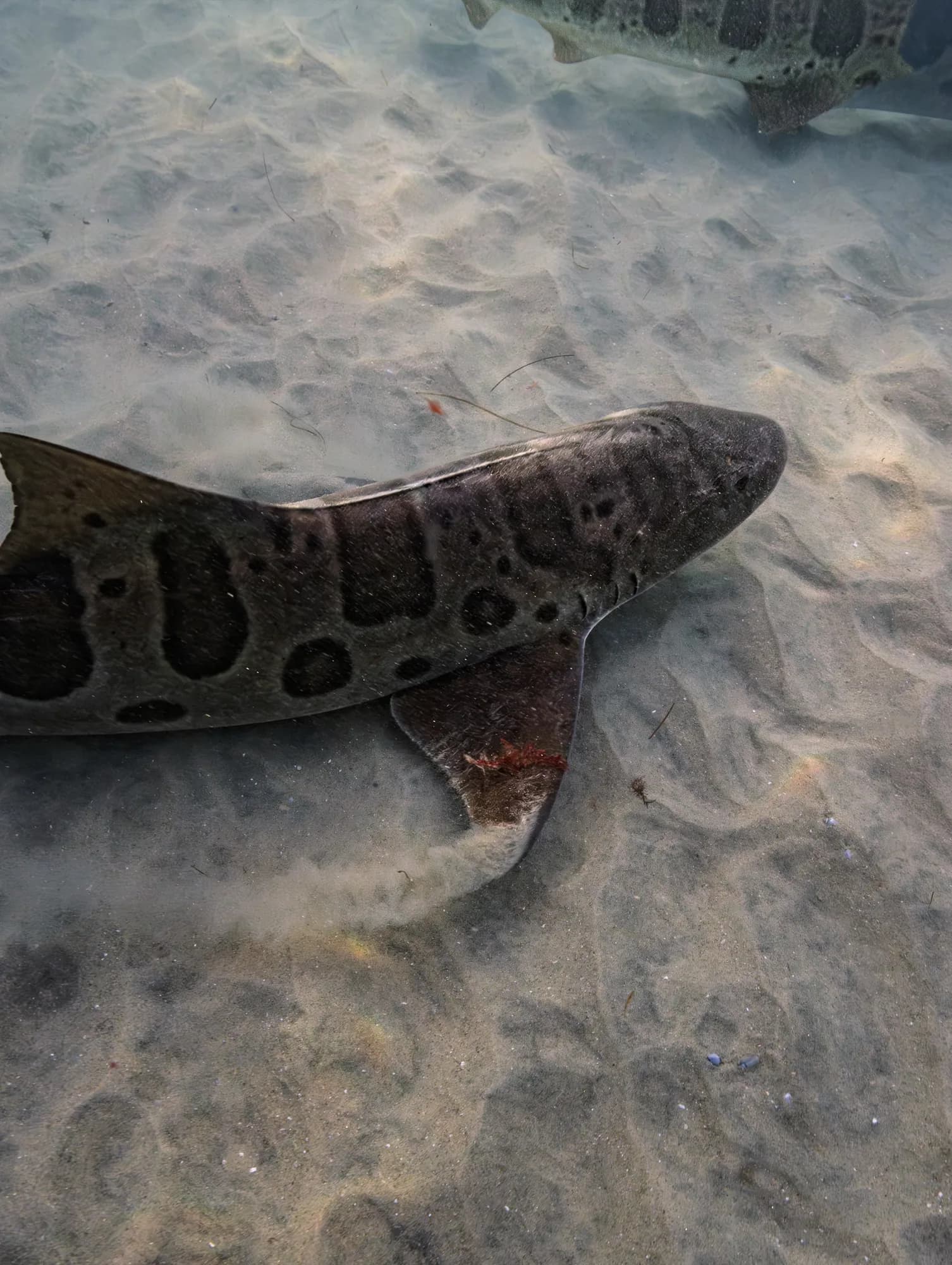 Underwater photography, at La Jolla, (January 2026)