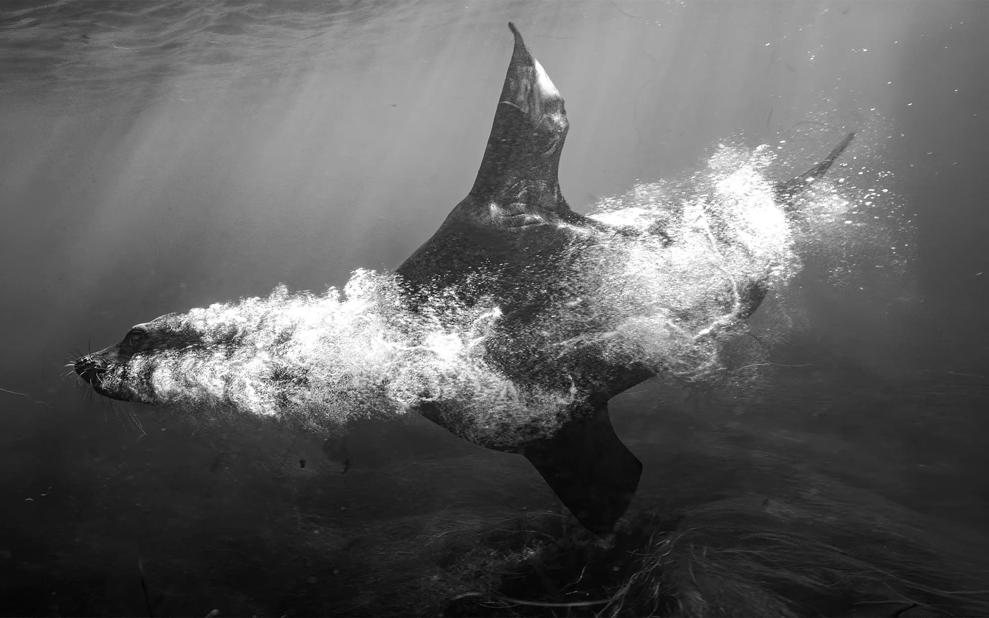 Underwater photography, at La Jolla