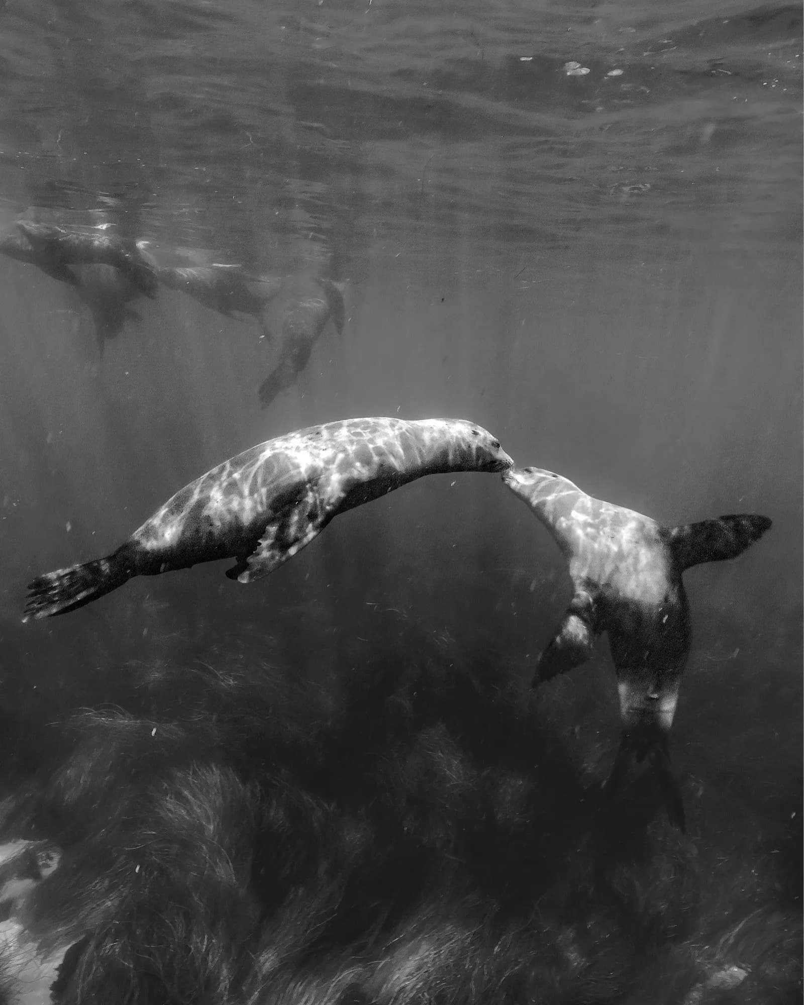 Marine life, at La Jolla