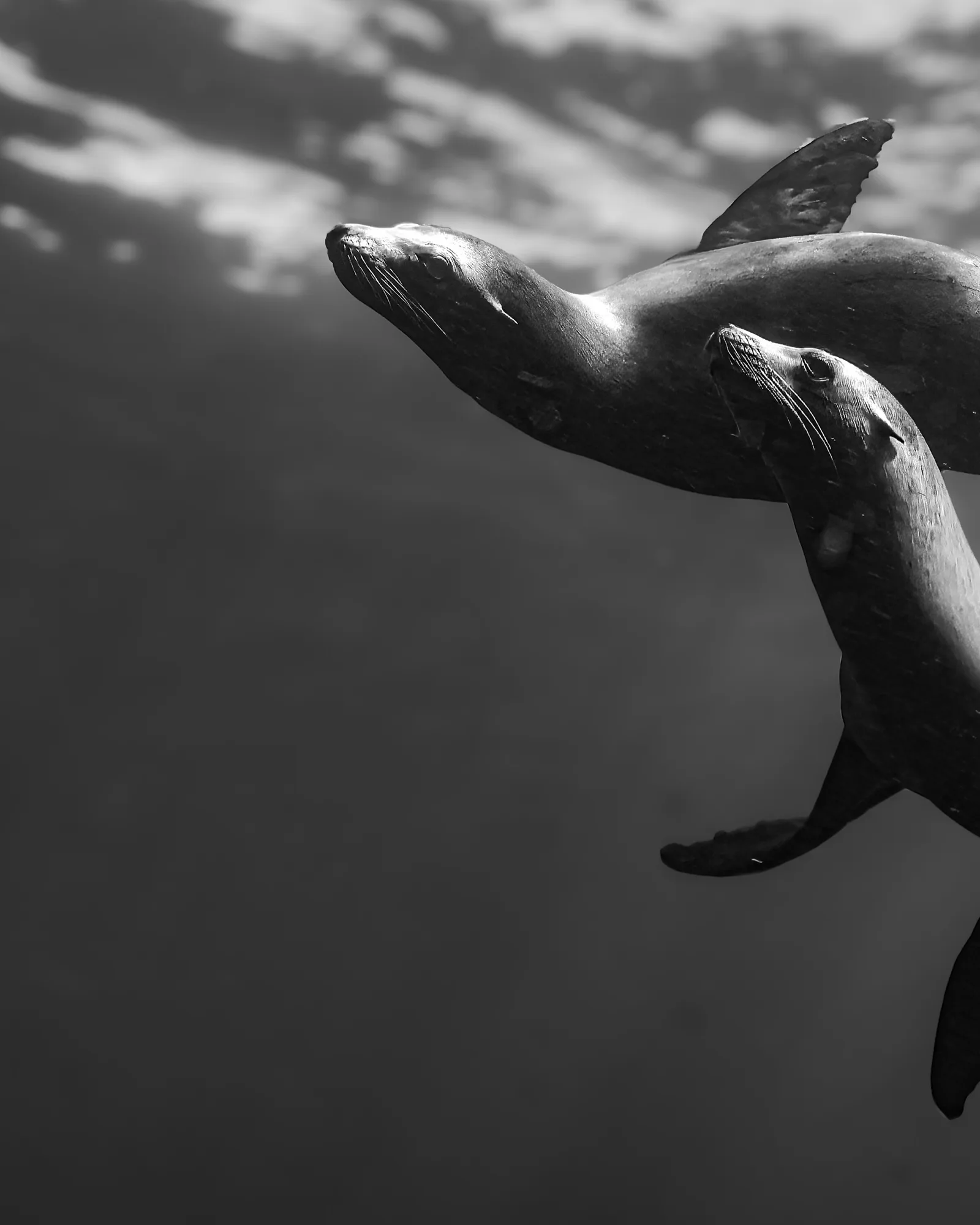 Marine life, at La Jolla
