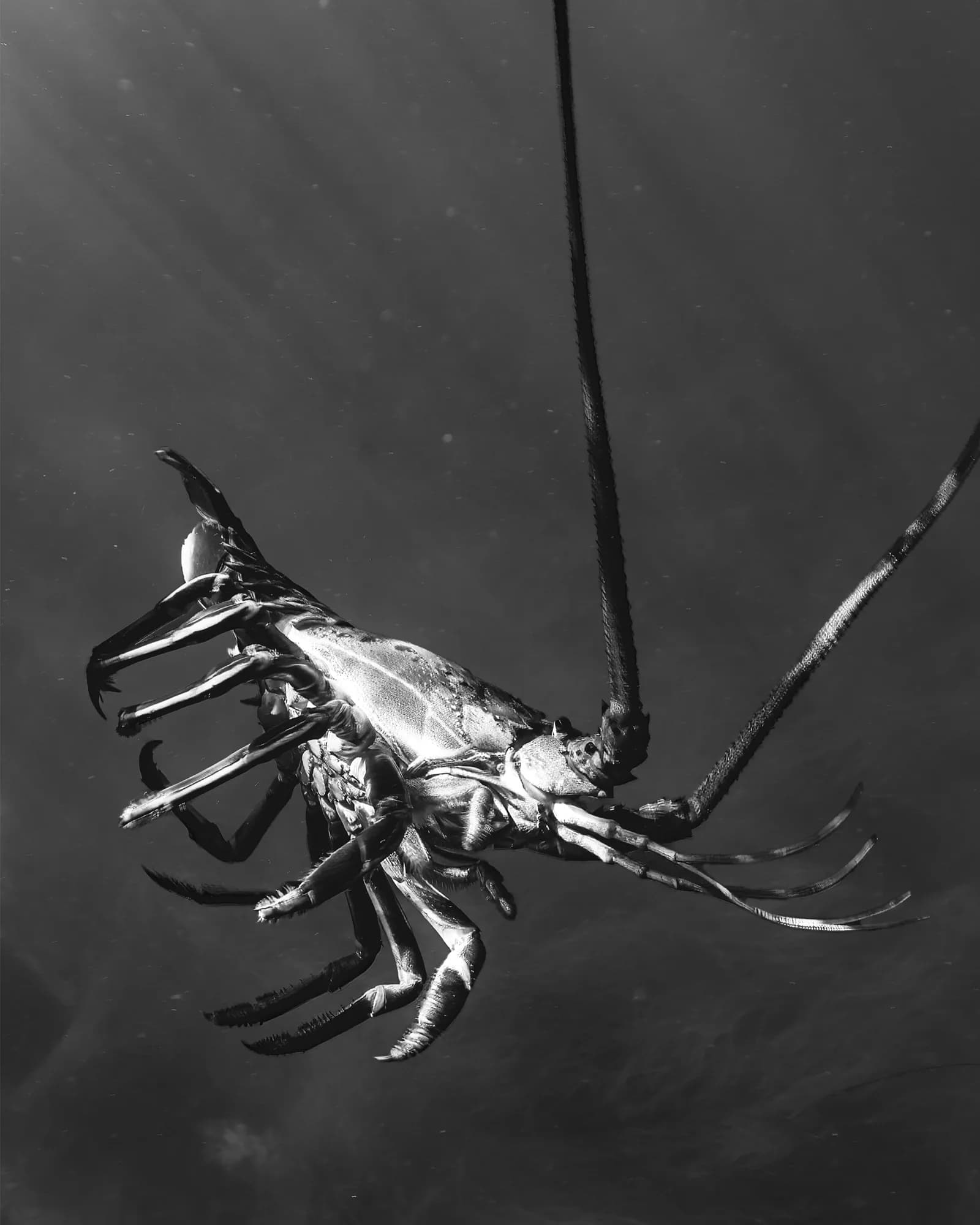 Marine life, at La Jolla