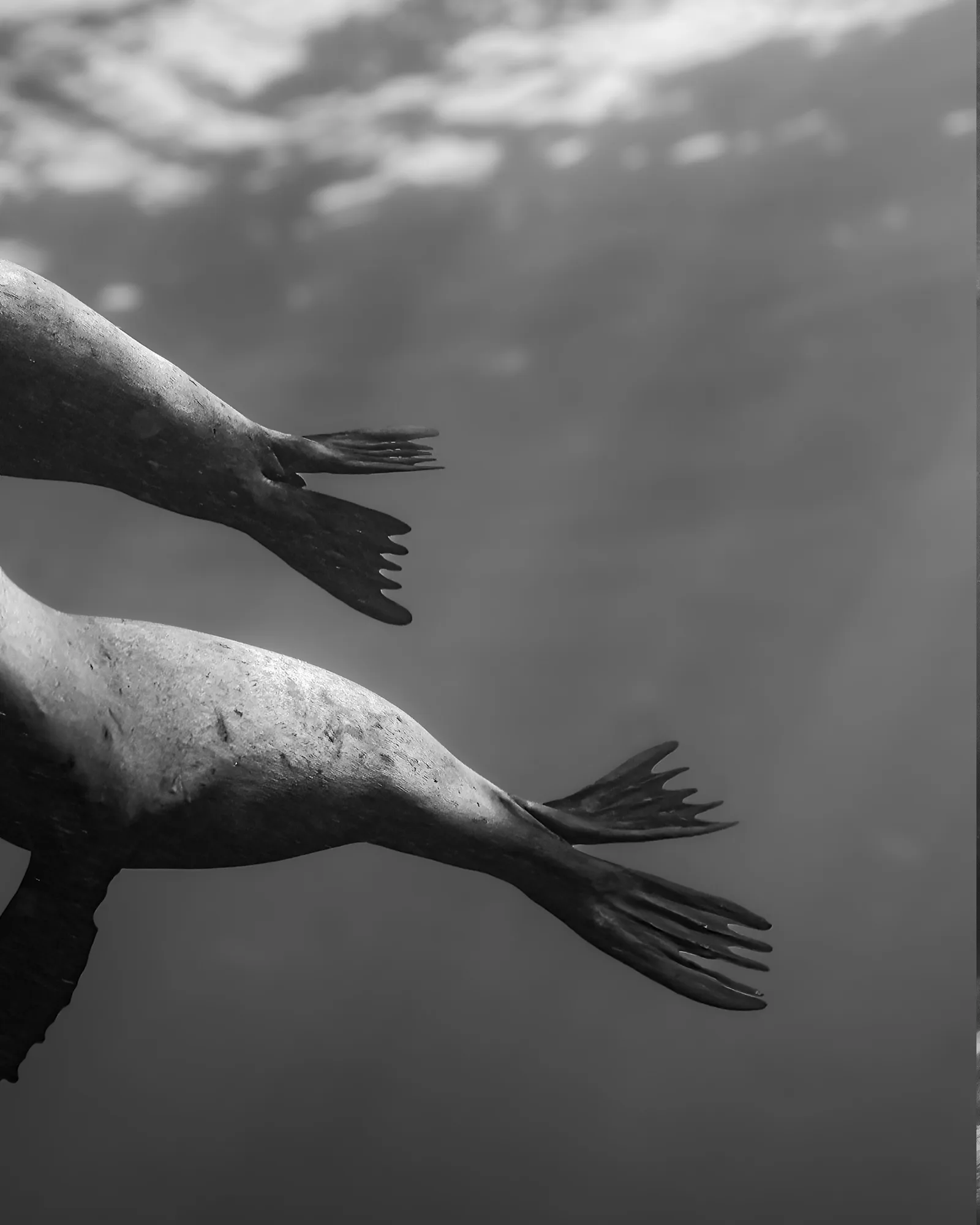 Marine life, at La Jolla