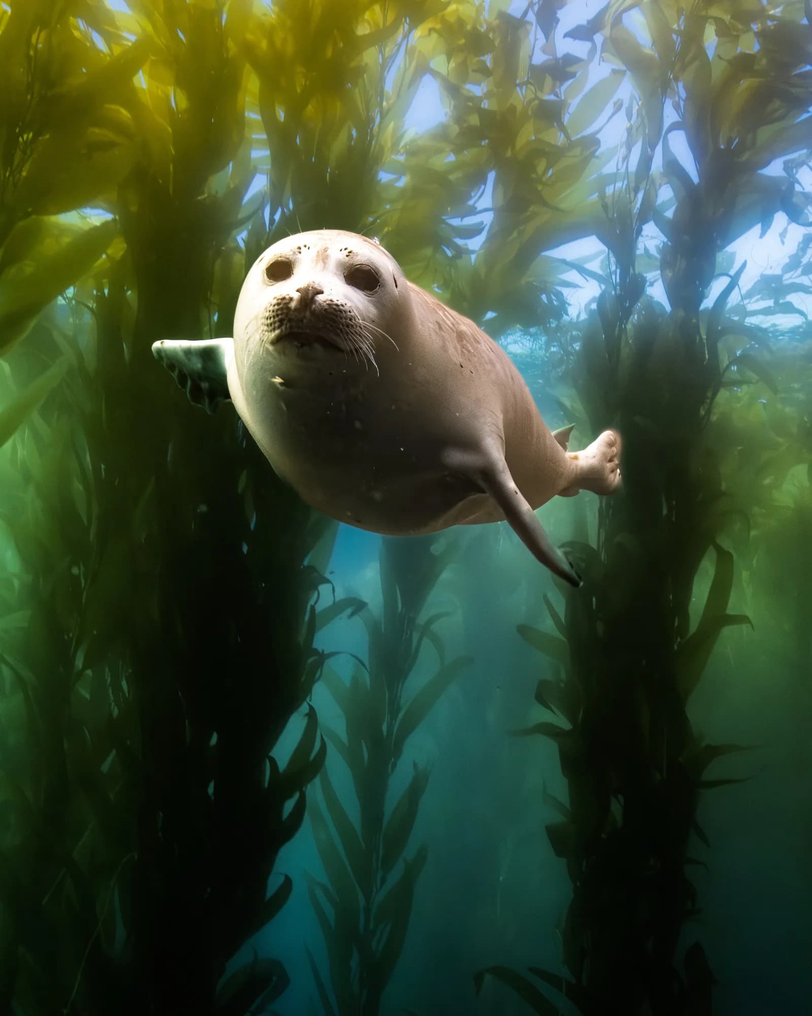 Underwater photography, at Laguna, (January 2026)