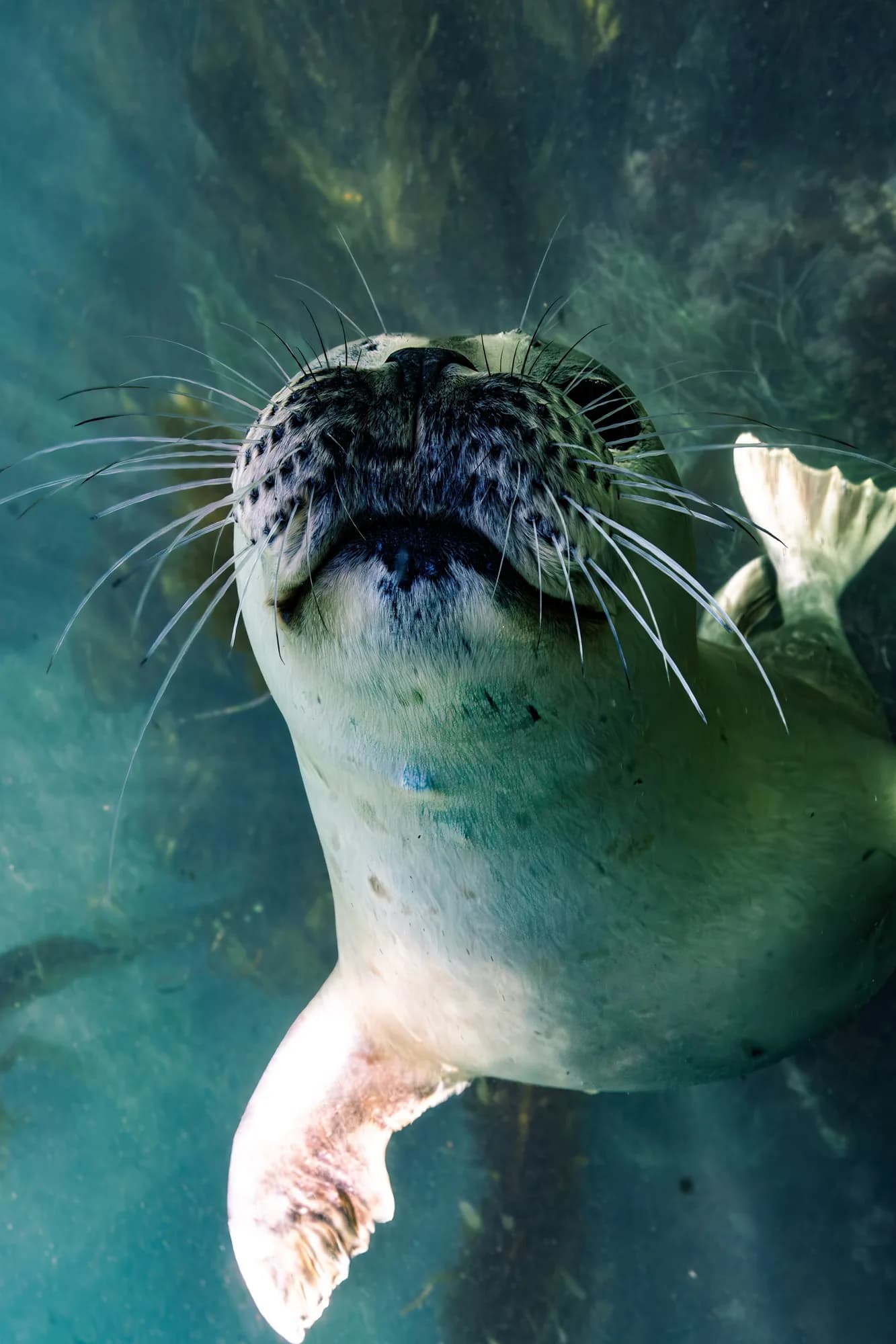 Underwater portrait, at Laguna, (January 2026)