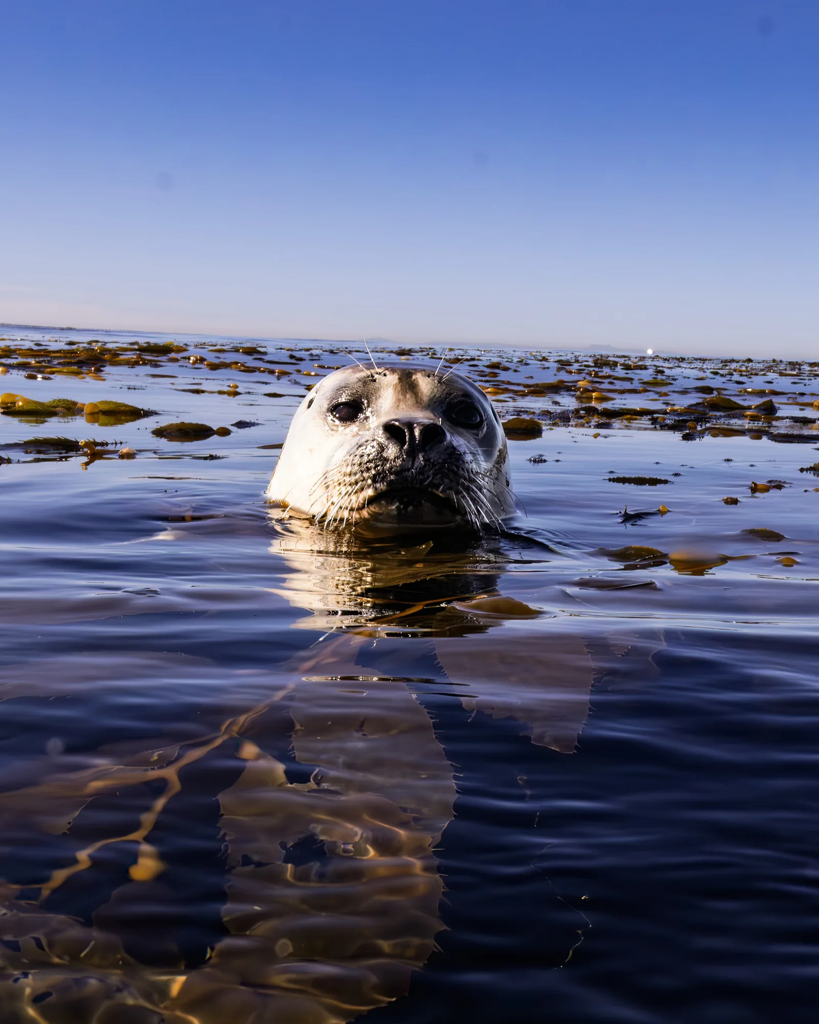 Underwater photography, at Laguna, (January 2026)