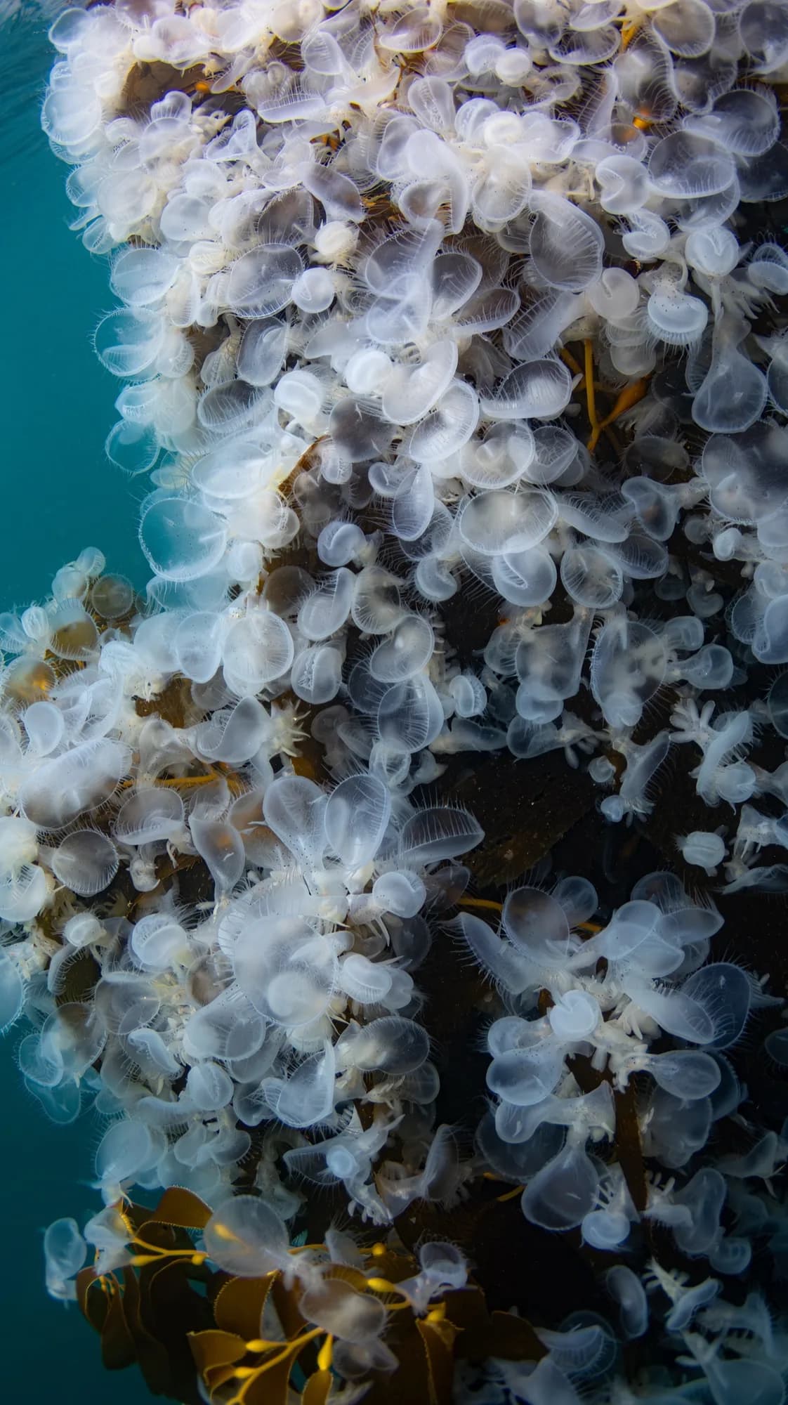 Underwater portrait, at Monterey, (January 2026)