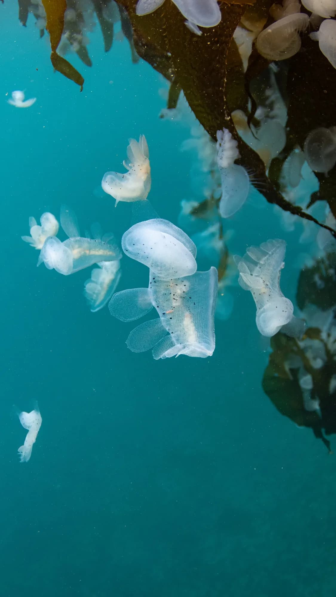 Underwater portrait, at Monterey, (January 2026)