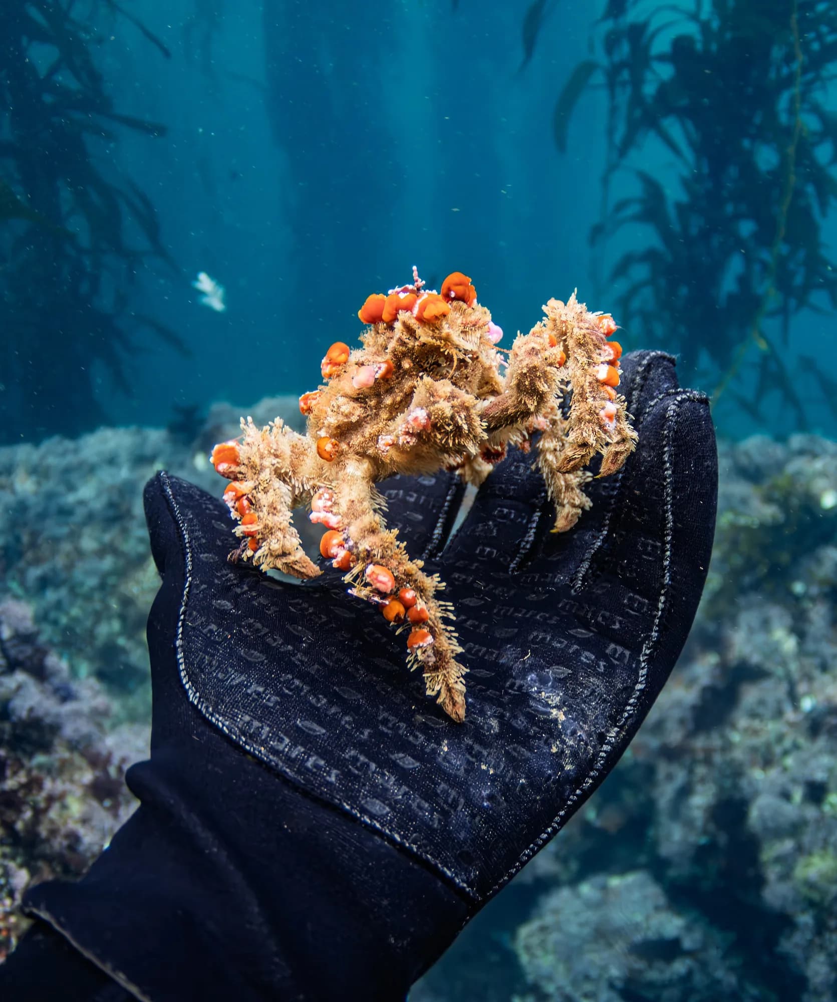 Underwater photography, at Monterey, (January 2026)