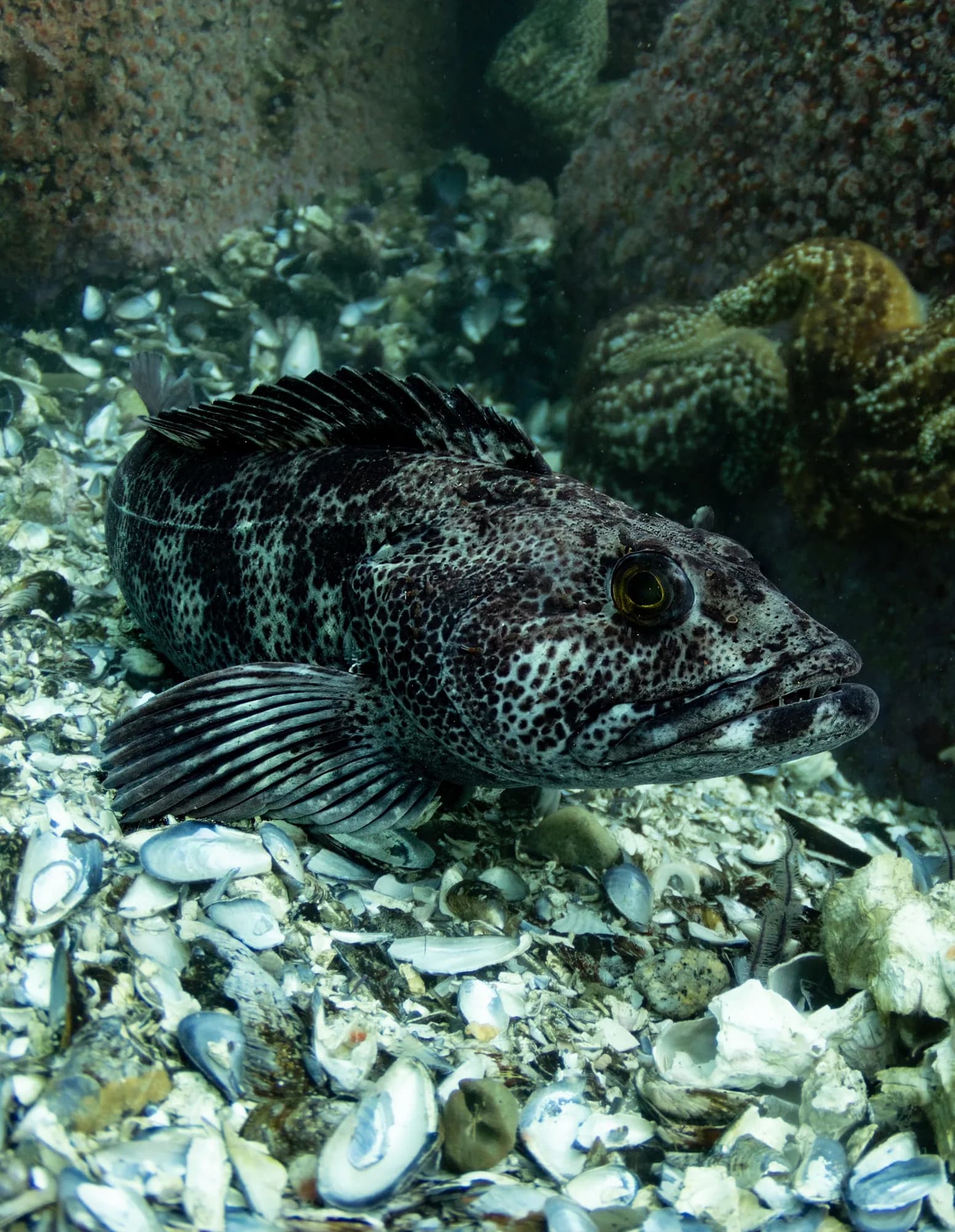 Underwater photography, at Monterey, (January 2026)