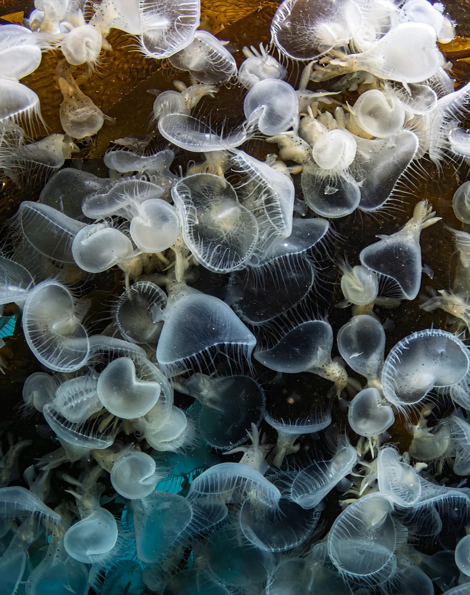 Underwater photography, at Monterey, (January 2026)