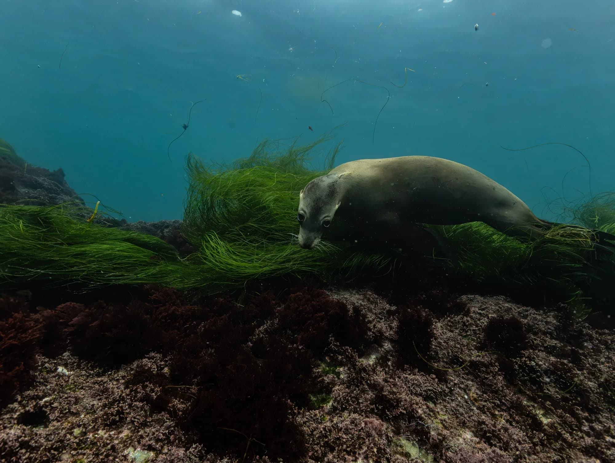 Underwater photography, (December 2025)