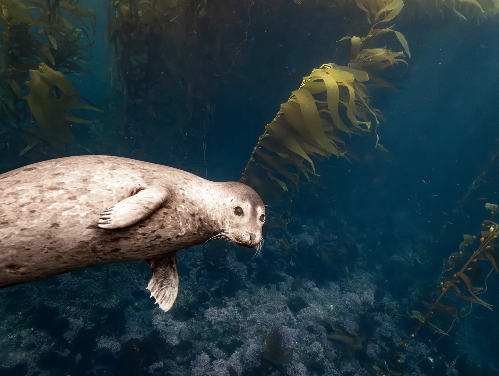 Underwater photography, (December 2025)