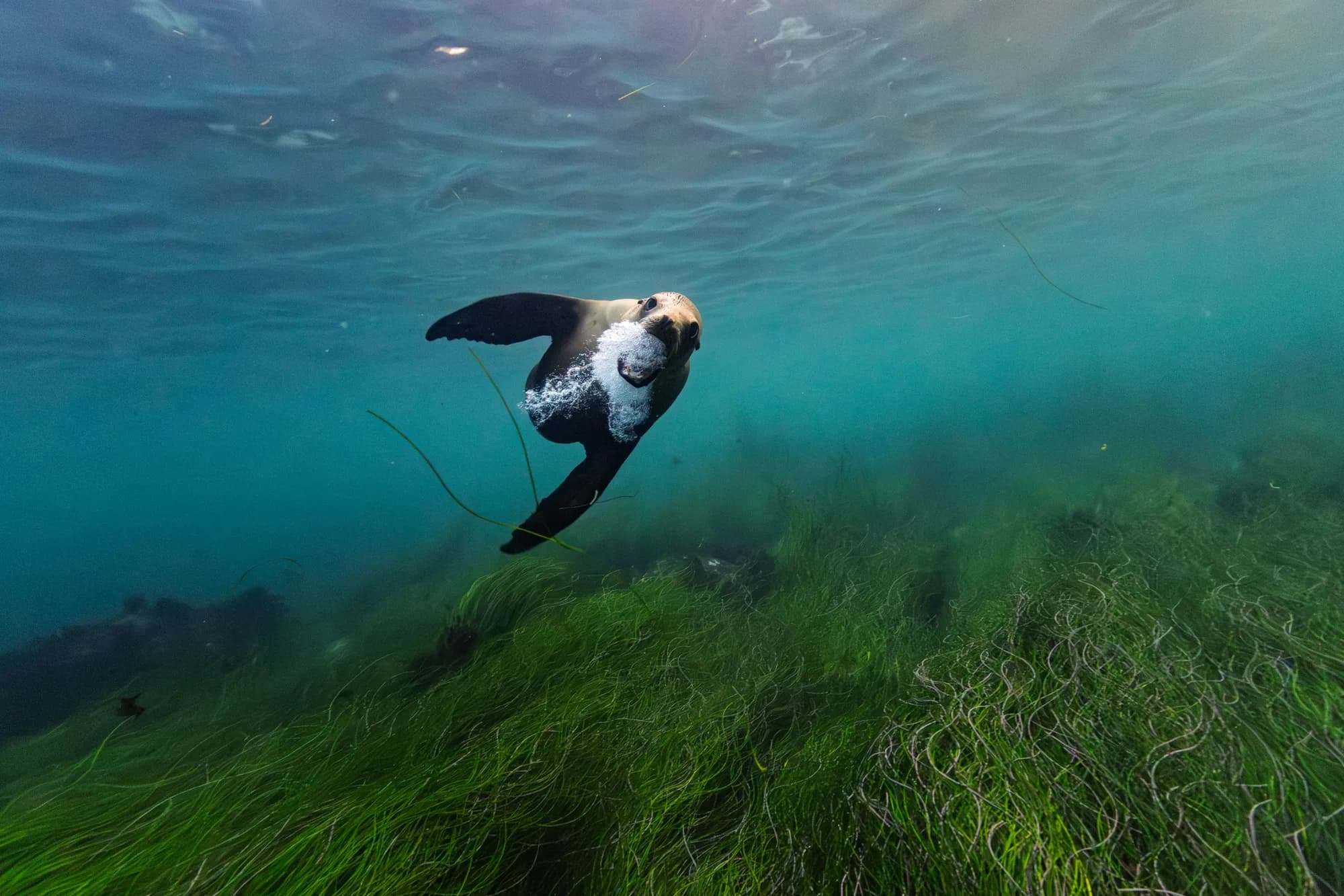 Underwater photography, (December 2025)