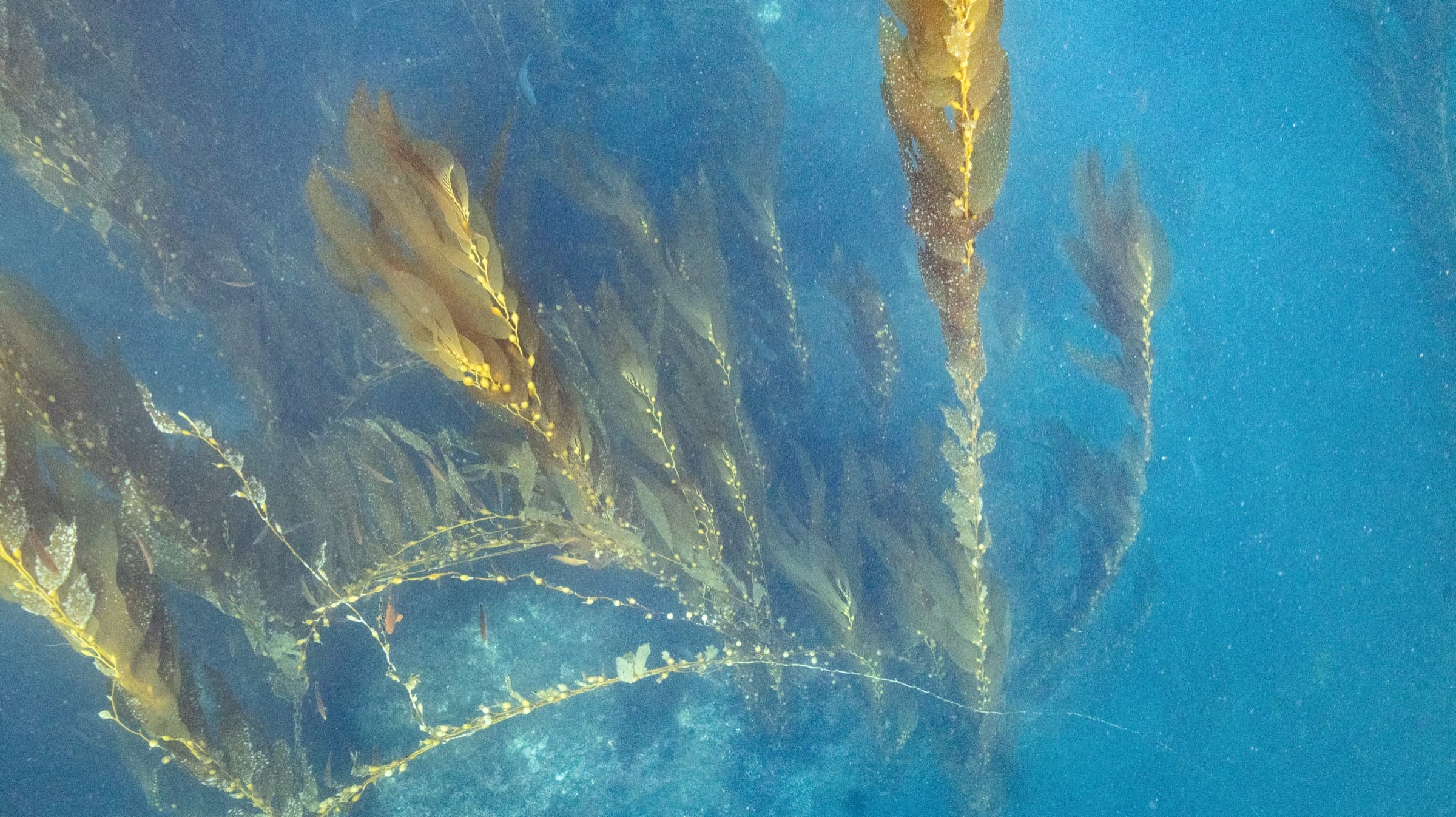 A diver suspended in blue water beyond a Southern California kelp forest.