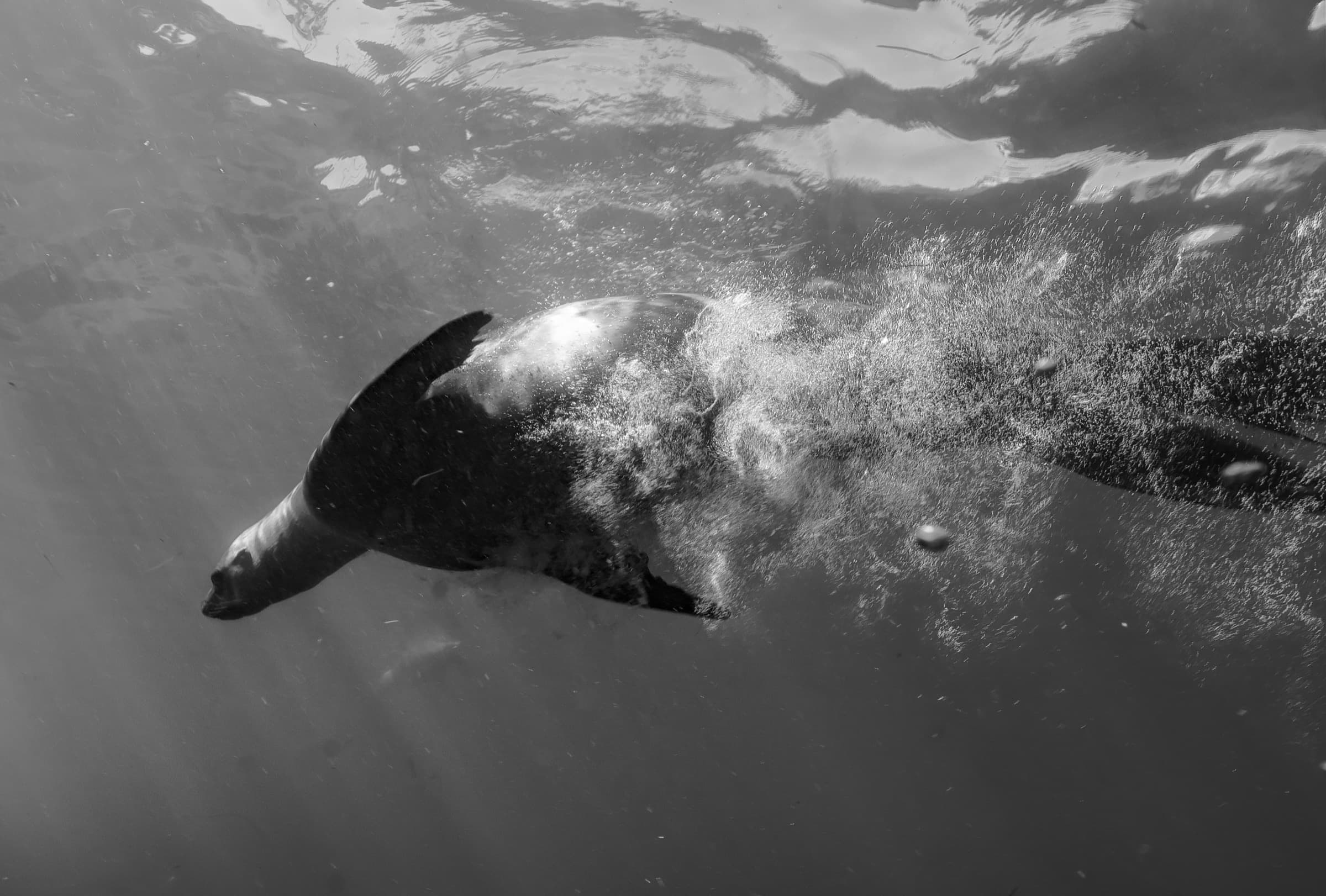 Sunlight cutting through kelp in La Jolla.