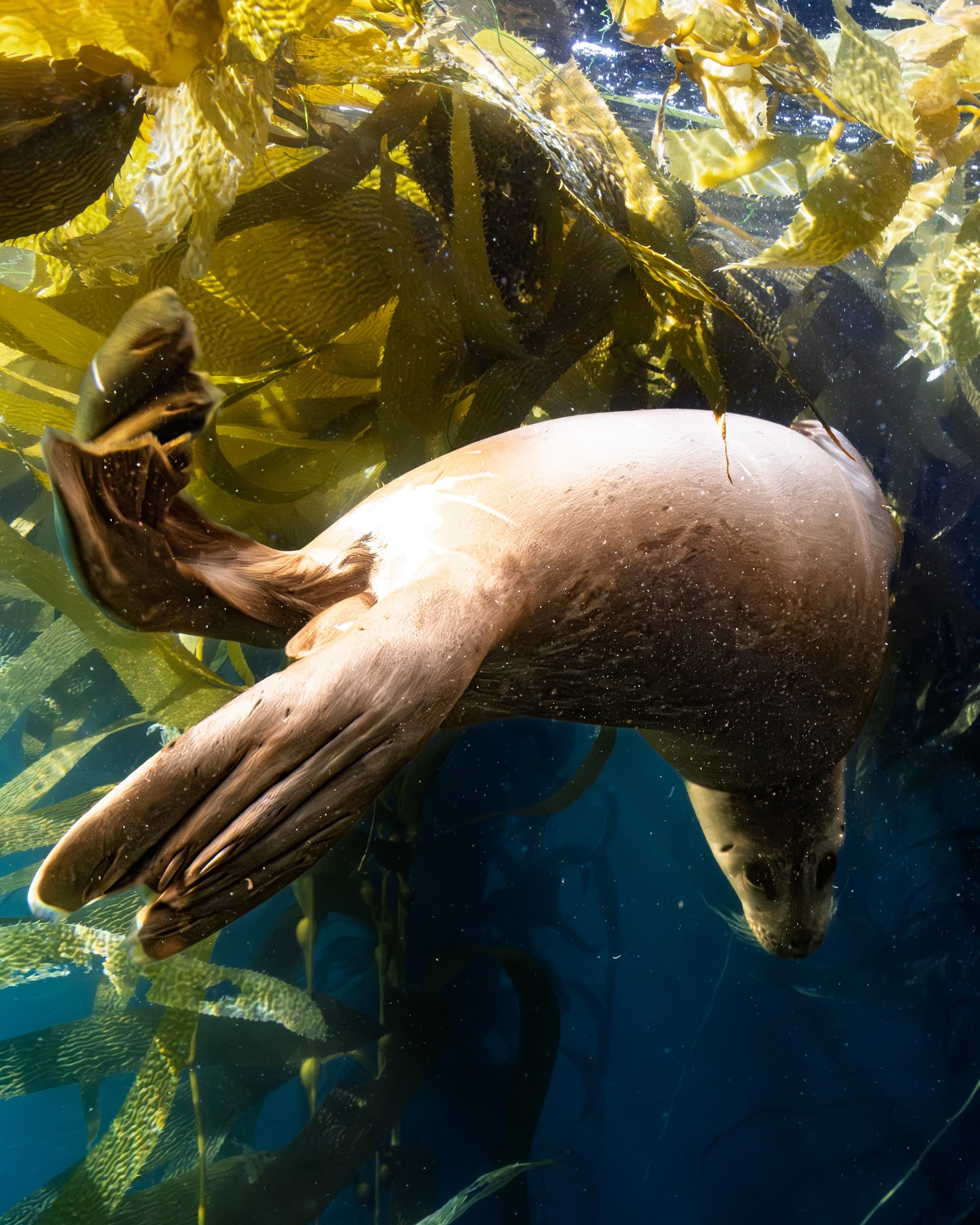 Laguna reef light fading into blue water.