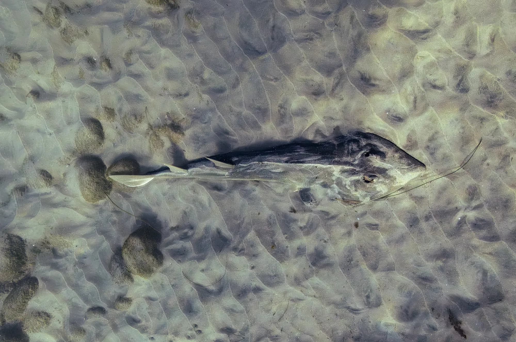 Underwater photography, at La Jolla, (January 2026)